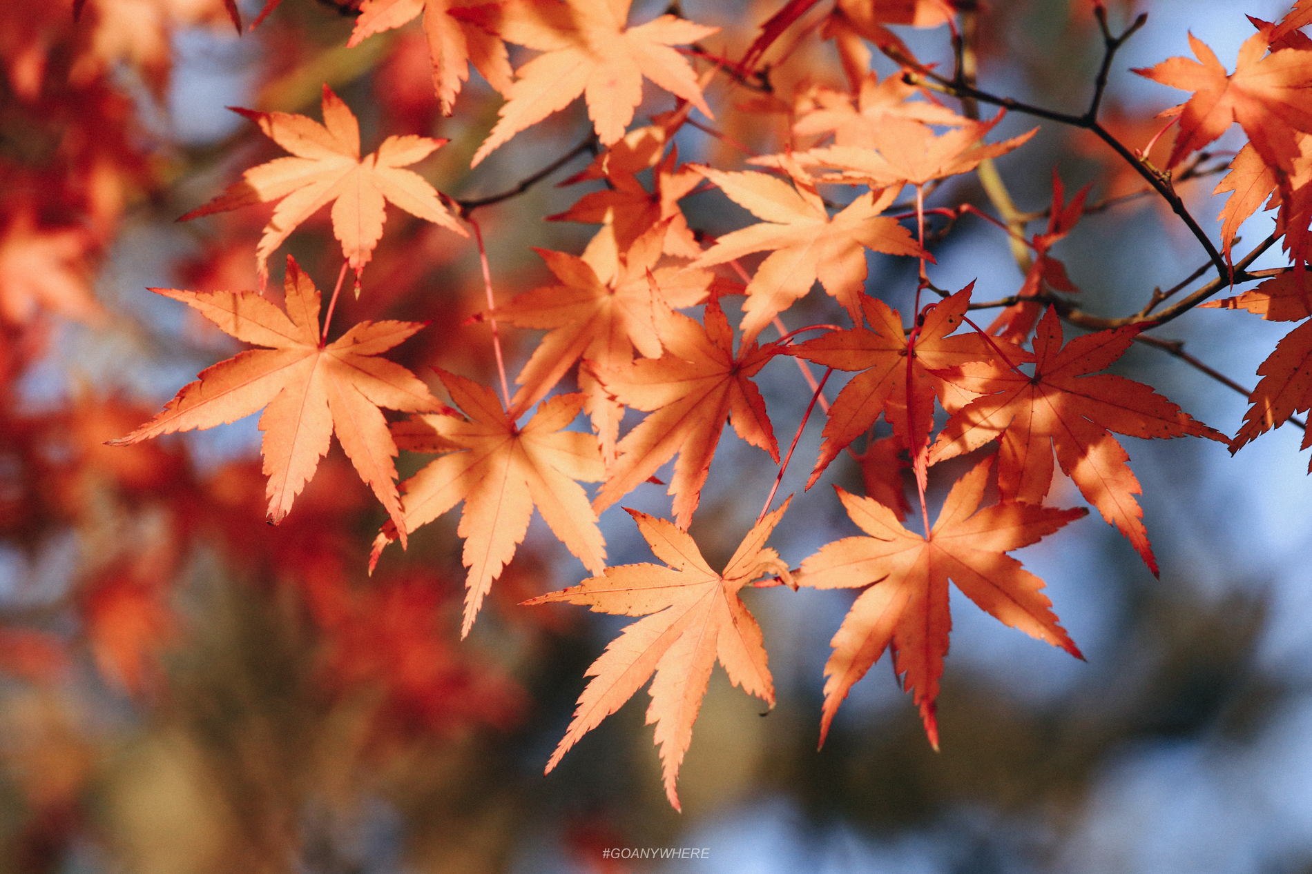 japan_autumnjapan_autumnIMG_5308