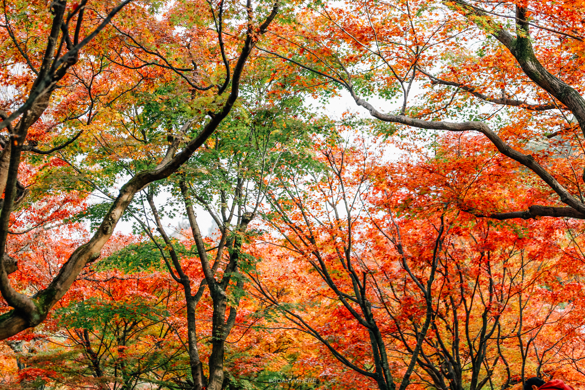 japan_autumnIMG_3770